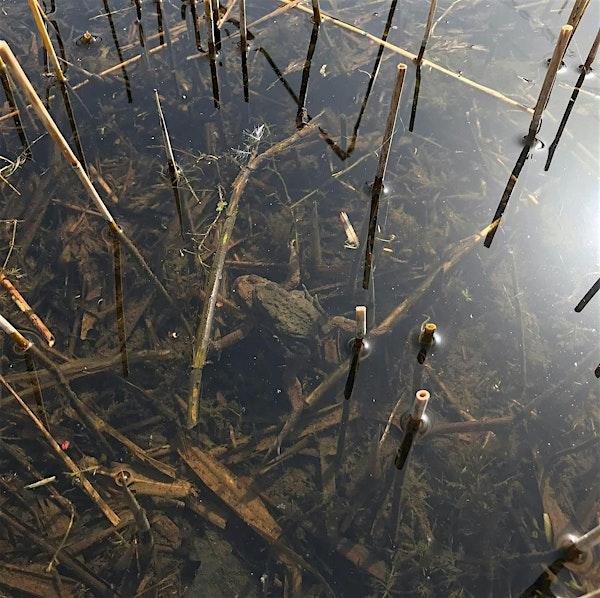 Monthly Workshop: Wildlife Ponds | Whisby Education Centre