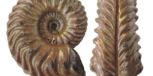 An Introduction to Fossils | Sevenoaks Wildlife Reserve & Jeffery Harrison Visitor Centre