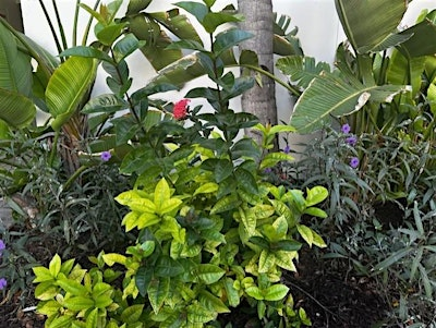 Summer Landscape Tune Up | UF/IFAS Extension Hillsborough County