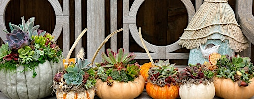 Pumpkin Succulent Workshop at Hayes Mansion | Hayes Mansion San Jose, Curio Collection by Hilton