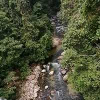 Tree Top Walk Sungai Sedim Kedah 🇲🇾