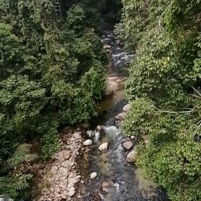 Tree Top Walk Sungai Sedim Kedah 🇲🇾