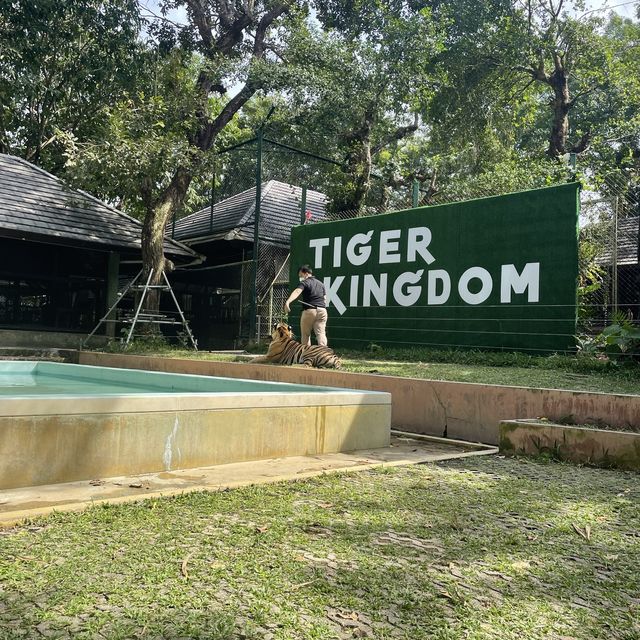 Tiger Kingdom