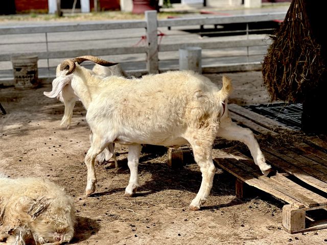 รับบทเด็กเลี้ยงแกะ  : The Verona Farm