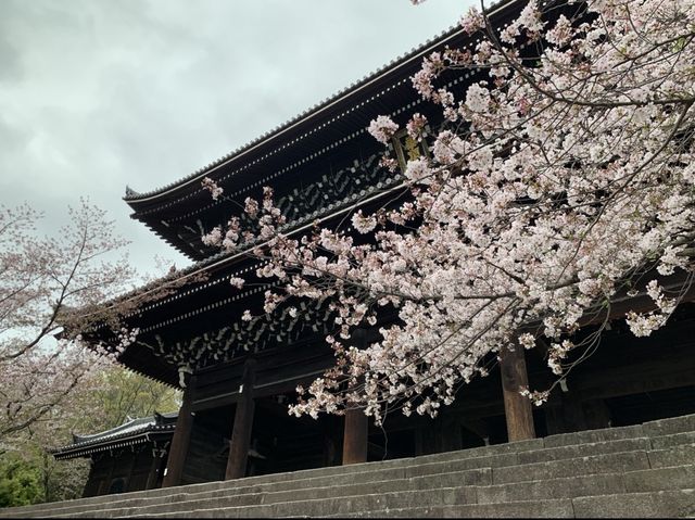 京都　KYOTO SAKURAめぐり❗️静寂の知恩院の桜に感動❗️