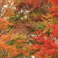 날좋은 주말엔 청계산 단풍산행🍂🍁