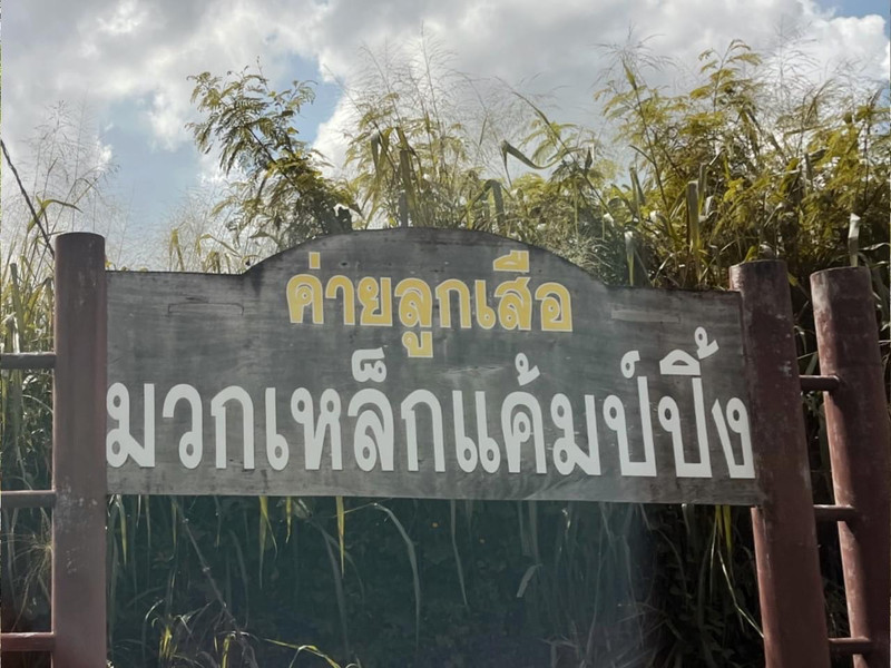 ค่ายลูกเสือมวกเหล็กแค้มป์ปิ้ง 🍃