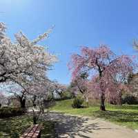 北海道　松前公園のさくらまつり
