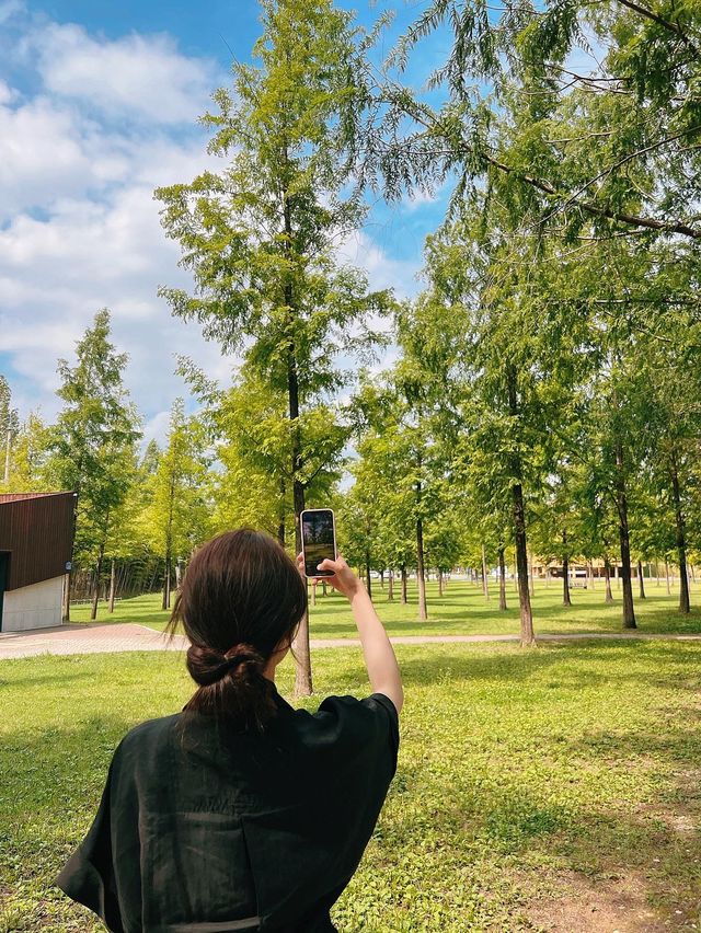 해외감성 물씬나는  담양 메타세쿼이아 가로수길🌿