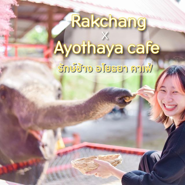 คาเฟ่หญ้าหลากสี มีน้องช้างสุดคิ้วท์ 🐘💐🍃
