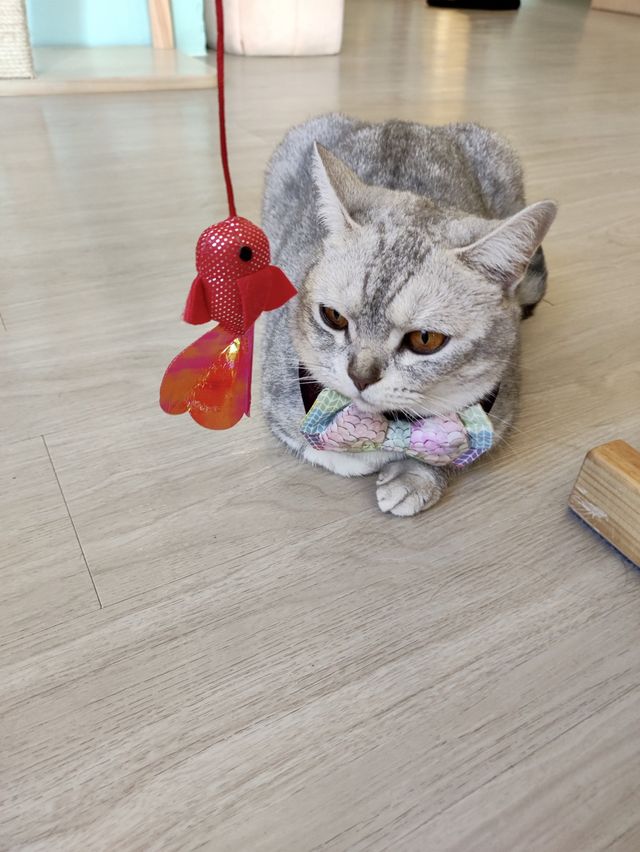 🐈貓貓可愛友善，可惜⋯「貓之茶房」