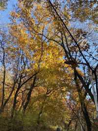 멀리갈 필요가 어디있나요? 서울 N타워에서 단풍 구경하면 되죠🍁