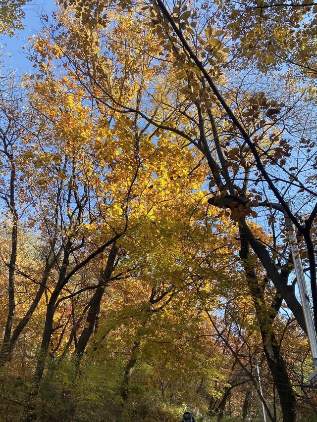 멀리갈 필요가 어디있나요? 서울 N타워에서 단풍 구경하면 되죠🍁