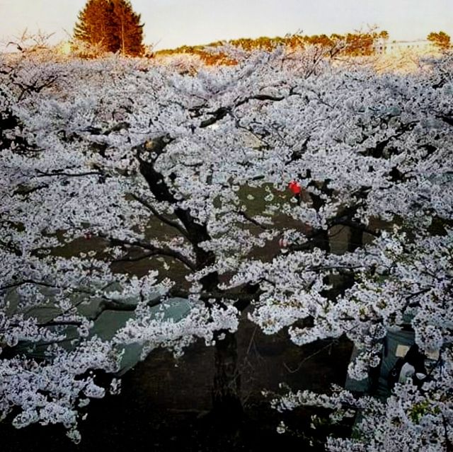 The View From Above, Goryokaku Tower