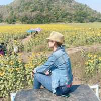 ทานตะวันบานสะพรั่ง