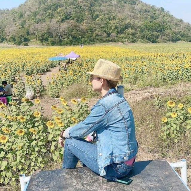 ทานตะวันบานสะพรั่ง