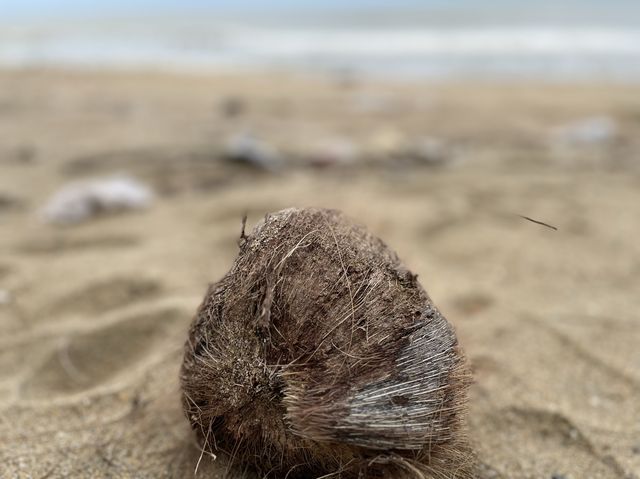 Pine Forest by the Beach