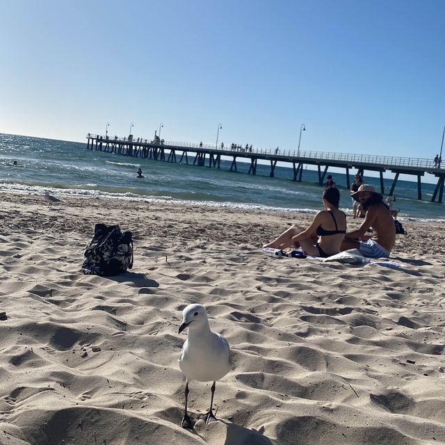 👙Beachy Time 🏖️🇦🇺