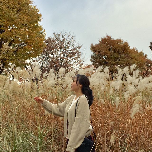 단풍과 억새가 기다려지는, 서울숲🍁