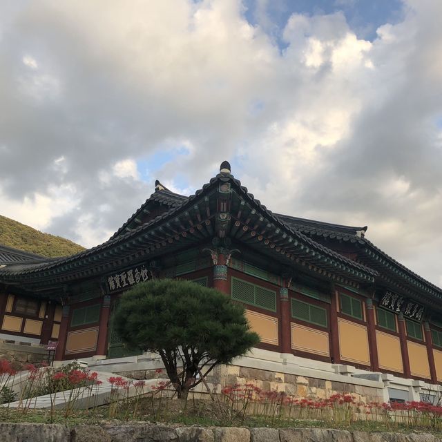 아름다운 상사화를 볼 수 있는 영광 불갑사