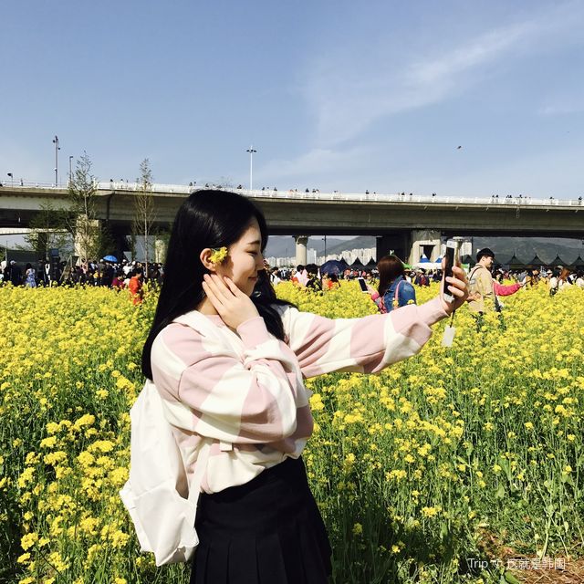 부산에서 가장 예쁜 유채꽃이 있는 대저생태공원