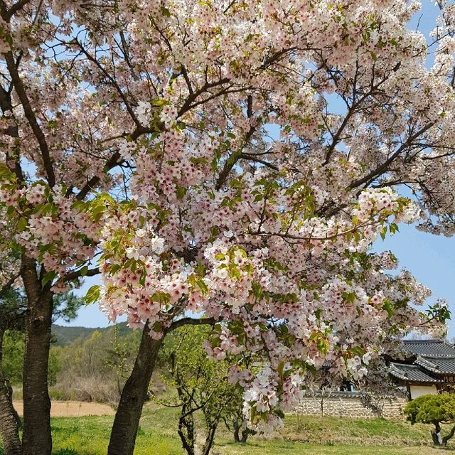 [병산서원] 안동 벚꽃 나들이 가볼만한 곳