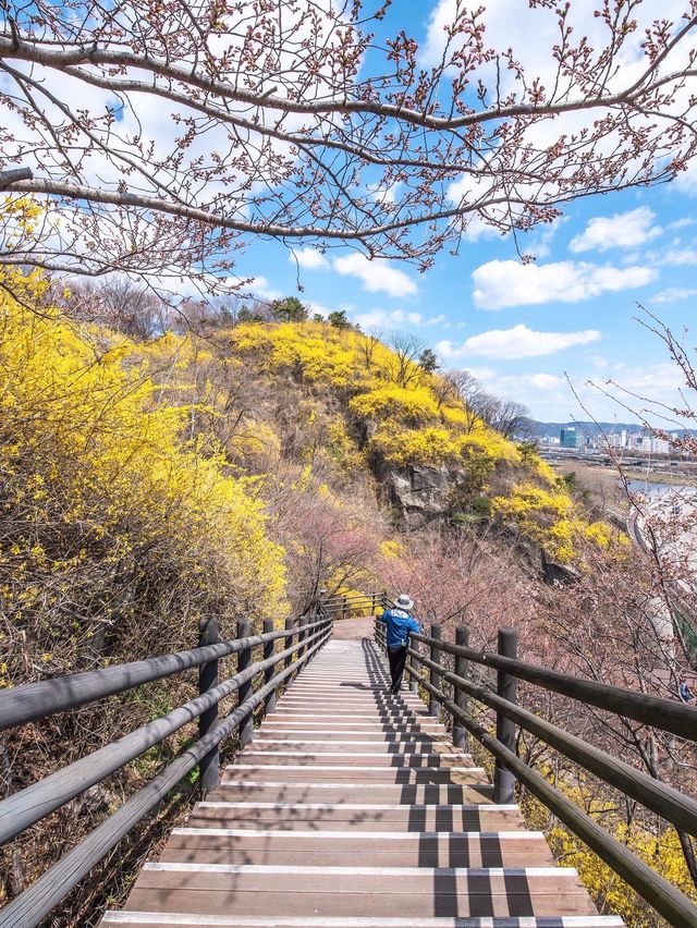 서울에서 개나리가 가장 예쁜 곳