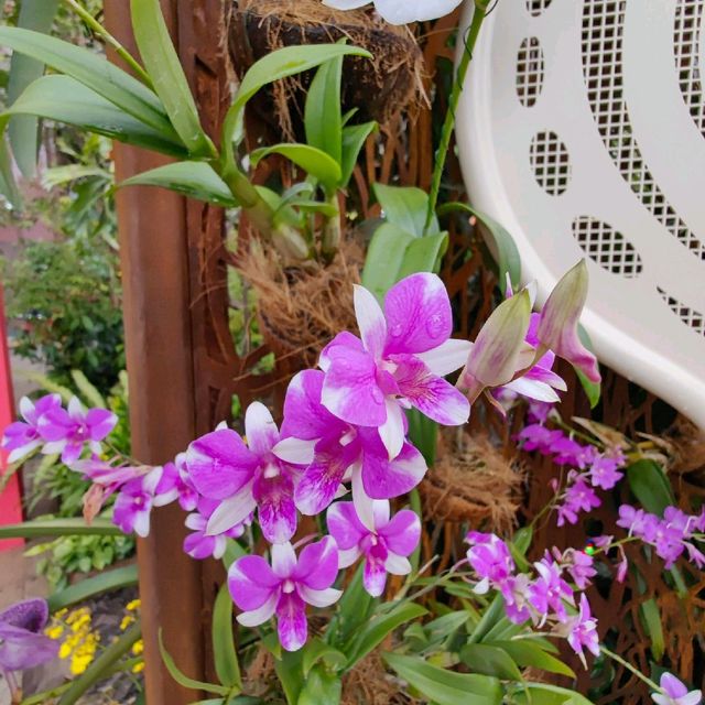Singapore Garden Festival 2022 @NgeeAnnCity