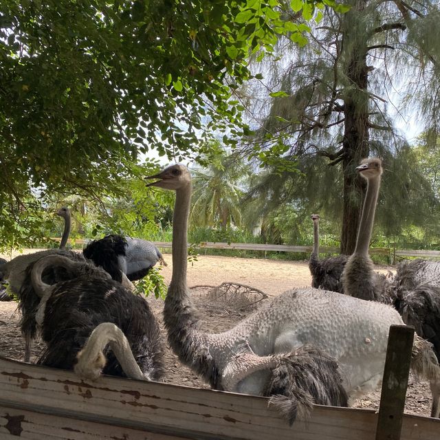 Why ostrich bottoms are Botak?