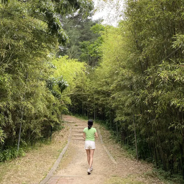 푸릇푸릇🪴숲에서 인생샷 건지기 강릉 오죽헌