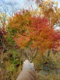 단풍여행 끝판왕🍁화담숲🍂어때요