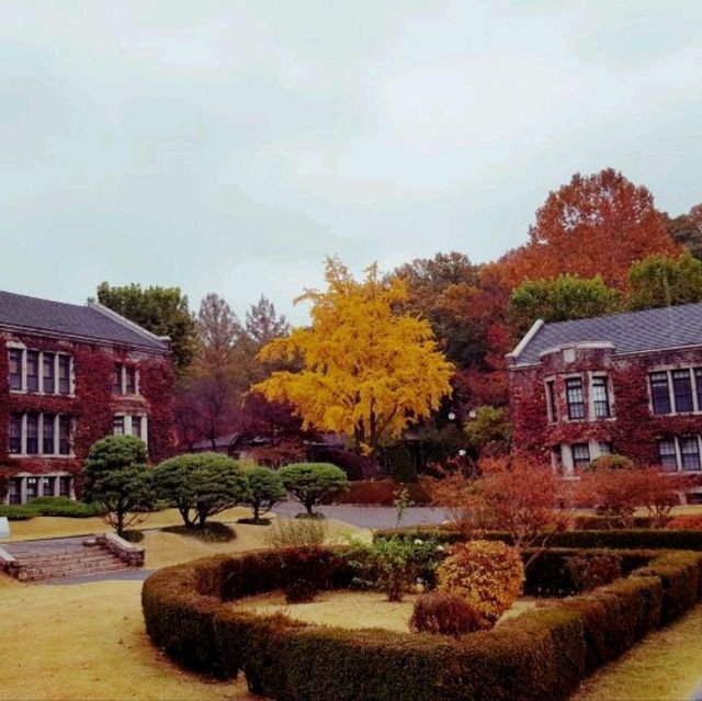 Yonsei University colours of fall