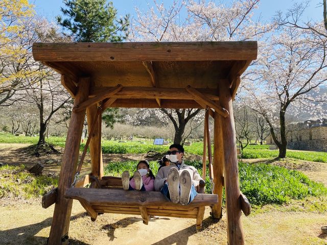 [영광] 불갑사에서 벚꽃맞이🌸