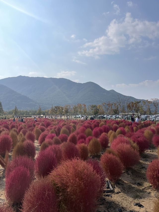 [경남/양산]양산에 붉게물든 댑싸리❣️