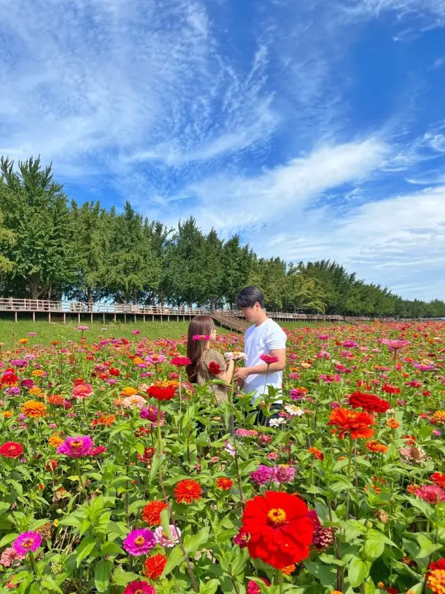 아산 곡교천에 백일홍이 피었어요 💐