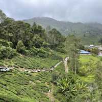 Boh Tea Plantation @Cameron Highlands