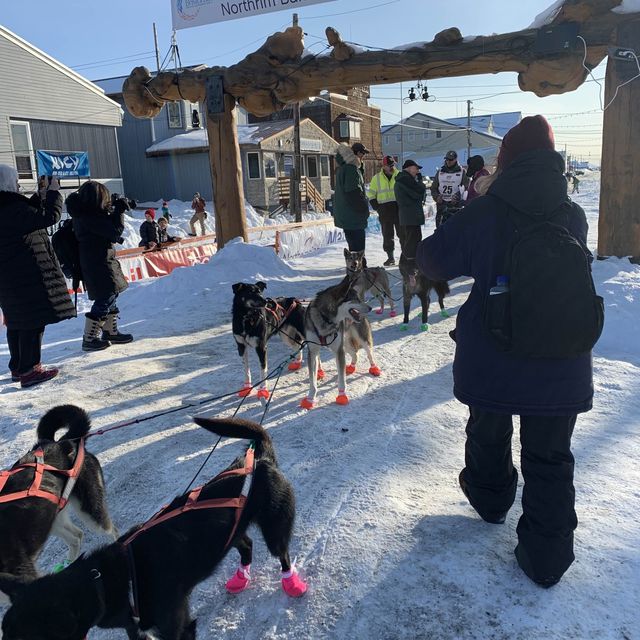 Witness the Iditarod dog sled race in Nome