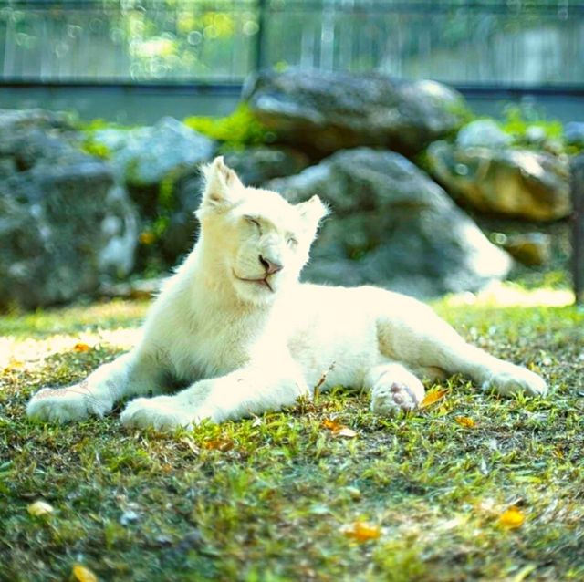 ⭐🦁สวนสัตว์เขาใหญ่🐢🐊🦓🦒🦜
