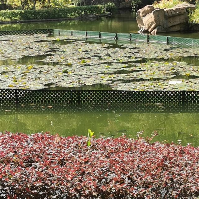 紅葉🍁打卡（青衣公園）市區內既紅葉交通超方便