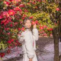 🌺제주에서 동백이 보고싶다면 꼭 추천하는곳! [제주, 동백포레스트]❄️