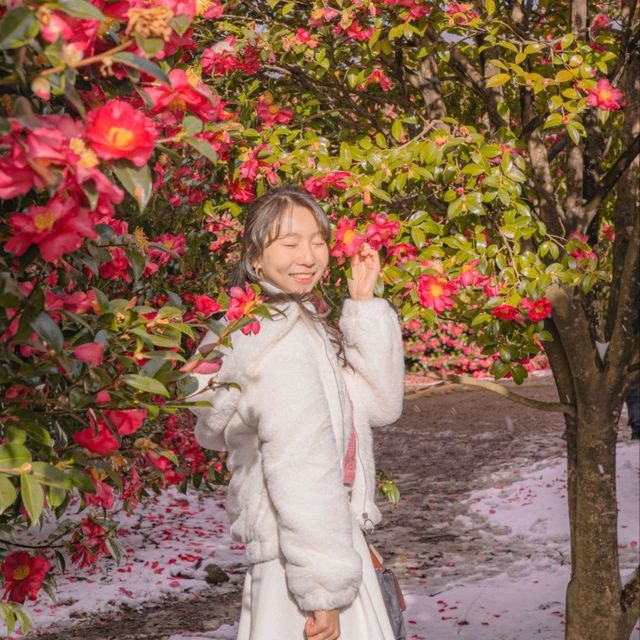 🌺제주에서 동백이 보고싶다면 꼭 추천하는곳! [제주, 동백포레스트]❄️