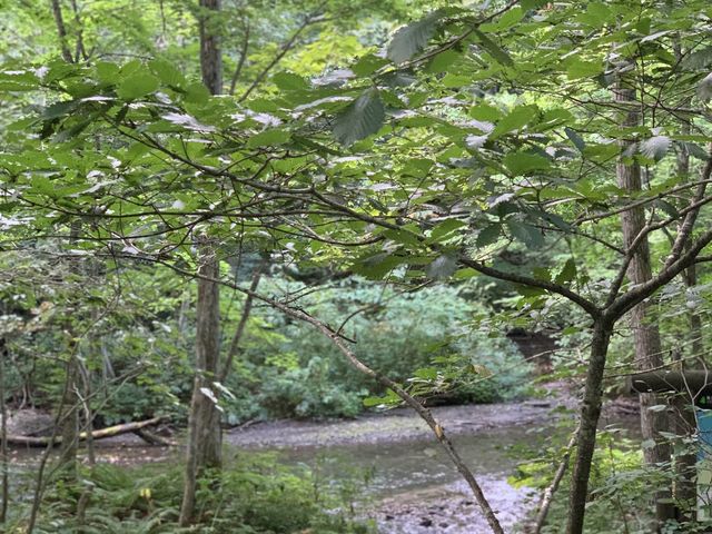 Calming Greenery