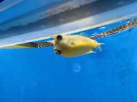 澎湖景點-澎湖水族館