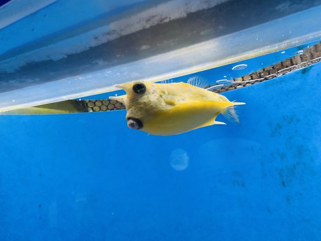 澎湖景點-澎湖水族館