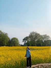 [대구] 두류공원, 성당못 유채꽃 !🌼🌟🐥💛