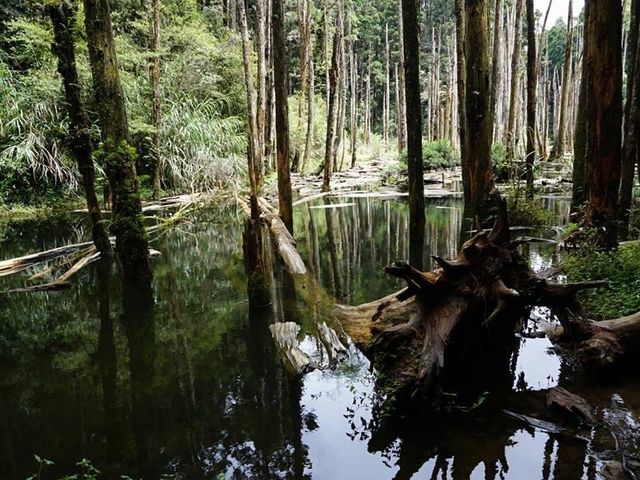 南投原始自然森林人間仙境｜忘憂森林，杉木林矗立在水中超級美麗