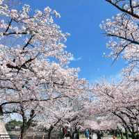 【大阪府】大阪城で歴史探訪！