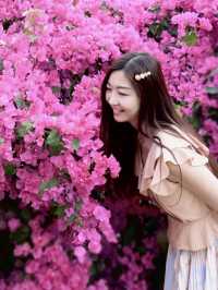 🌺黃金海岸—勒杜鵑小花海🌺