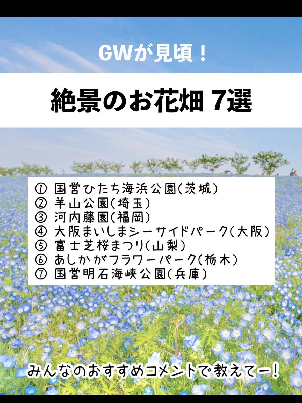 絶景 Gwが見頃のお花畑スポット7選 Trip Com ひたちなかの旅のブログ