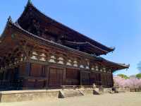 京都　京都散策旅　念願の東寺！東寺と桜のコラボに感動❗️